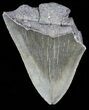 Partial, Serrated, Megalodon Tooth - Georgia #56712-1